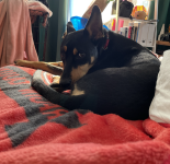 Maximus Puppy Tripawd