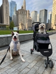 Tripawd Dingo and Friends