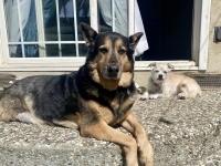 Adopt Al in San Jose, CA