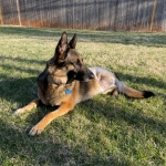Three legged German Shepherd Brishka