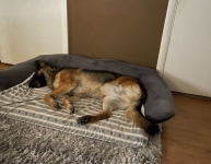 Three legged German Shepherd Brishka