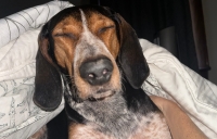 Buddy Three Legs Hound Tripawd