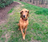 Colt Osteosarcoma Limb Sparing Cementoplasty Success Story