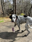 Dottie Pre Amputation