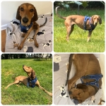 Tripawd Rescue Hope