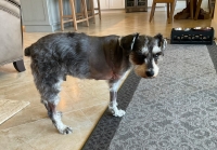 Tripawd Schnauzer Simon Floyd