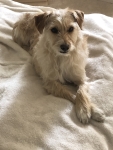 Tripawd Toby T