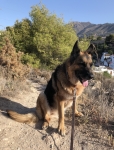 Luca German Shepherd Tripawd