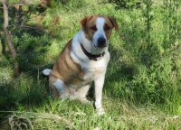 Tripawd Cooper Mandell