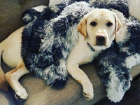 3-legged puppy Cora Jean