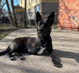 Tripawd Kehlani Mccurdy