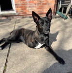 Tripawd Kehlani Mccurdy