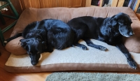 Jigger and Tripawd Lacie Grubb