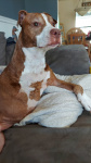 Three Legged Staffordshire Millie