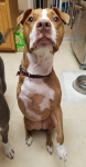 Three Legged Staffordshire Millie