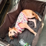 Adopt Ria the Tripawd in Malaysia