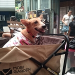 Adopt Ria the Tripawd in Malaysia