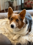 Shadow the Corgi Tripawd after hemangiosarcoma diagnosis