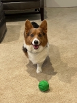 Shadow the Corgi Tripawd after hemangiosarcoma diagnosis