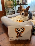 Corgi Shadow