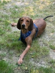 Tripawd Rescue Hope