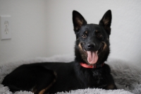 Meet Harper the Rescue Dog