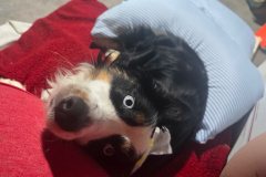 Finnsley Tripawd Recovering