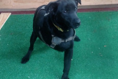 Tripawd Cora Holland
