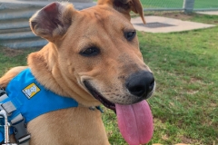 Rochee the Tripawd Rescue