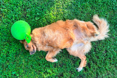 Liam Wilson Tripawd Osteosarcoma Survivor