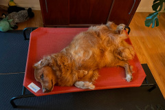 Liam Wilson Tripawd Osteosarcoma Survivor