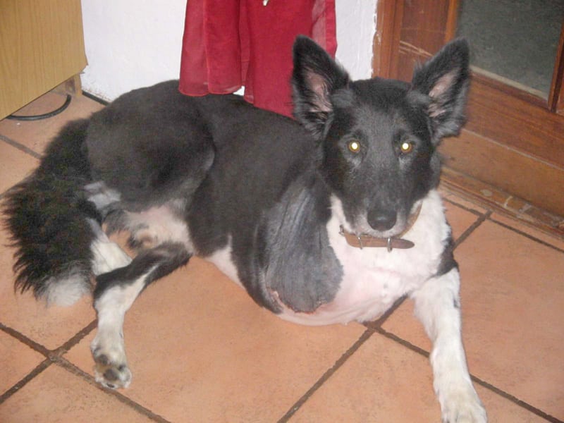 Three legged south african dog Dee