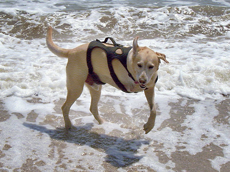 Barney jumps waves in Galveston