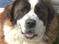 Panda Survived Tennessee Animal Cruelty Case