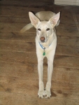 Four legged daisy white German Shepherd