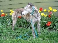 Ellie Greyhound Osteosarcoma Survivor