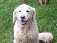 Three-Legged Dog Zeus, Pre-amputation
