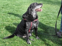 Sami, 14 year old rear leg amputee