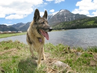 Three Legged Shepherd Eisen at Williams Creek Reservoir
