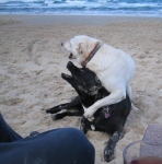 Bev and three-legged Lalla at the beach