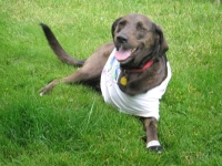 New Tripawd Morris in Eureka, CA