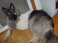 Dakota Front Leg Amputee Shepherd