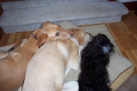 Tripod Drake and his pack