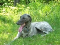 04. Three-legged Irish Wolfhound Breezebaby in the grass
