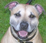 Rescue Pit Bull Holly Lost Cancer Battle to Osteosarcoma