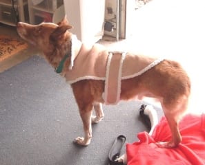 Sammy the Tripod Dog from California.