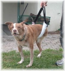 Sammy the Tripod Dog from California.