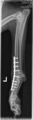 X rays of Sammy the tripod dog from California.