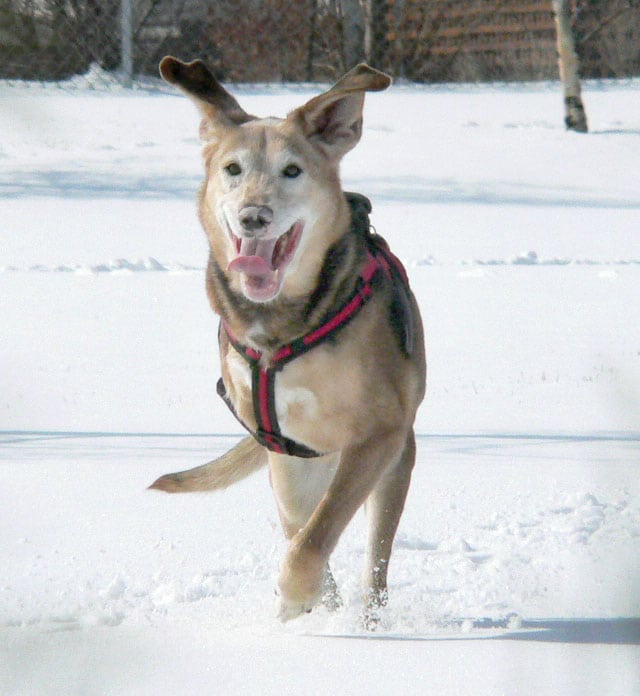 Canadian Tripod Dog Genie Runs