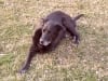 Canine Cancer Survivor Taylor